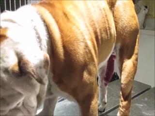 Unbelievable! Smart Dog Learns to Love Human Sex - Watch High Quality Videos Now!