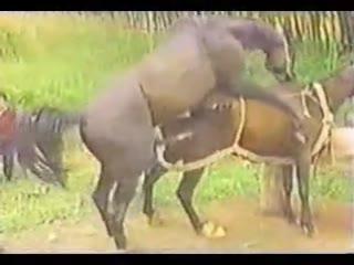 Unbelievable! Watch Horse Fucking Hardcore in This Must-See Porn Video!