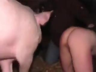 Shock and Awe: Pink Pig's Shocking Act of Pleasure!