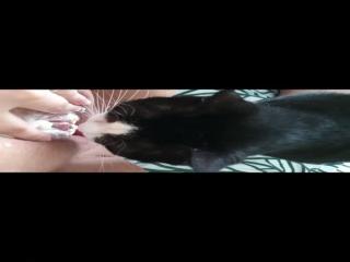 Cat licks Pussy Cat licking Whipped Cream of Pussy Orgasm - Zoophilia sex xxx zoo free free porn video watch now