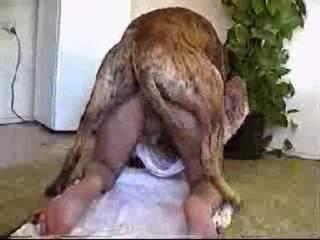 A young retired judge takes down his boxing shorts and squats down to enjoy having anal fucked by an animal. - Zoo Porn Dog Sex, Zoophilia free zoo sex video sex watch hight quality