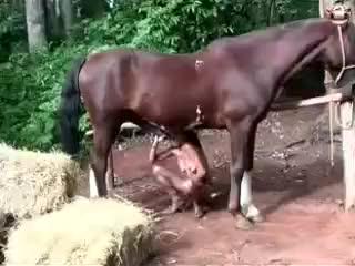 Free zoo sex videos featuring females and guys being fucked by animals, including some stunning horse fucks with a lovely girl.