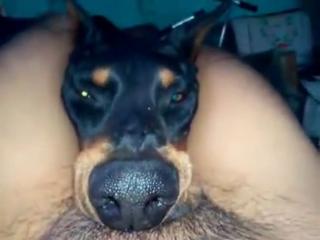 Animal Man Xxx Nude Porn - Videos Tagged 'doberman' - Animal Sex XXX - Watch Animal Sex Free